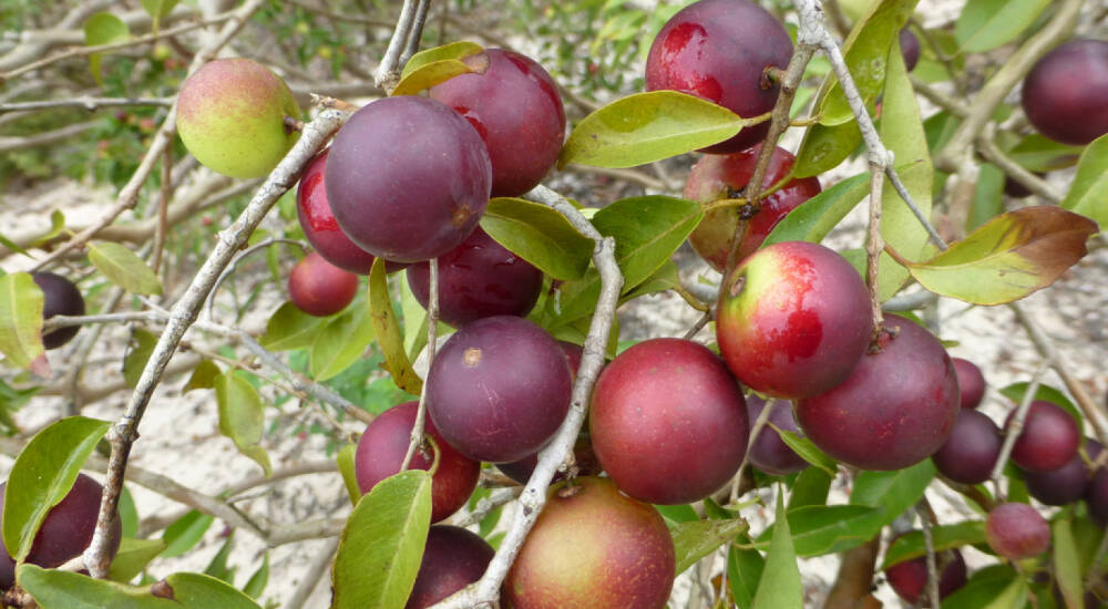 Camu Camu, Superfruit,