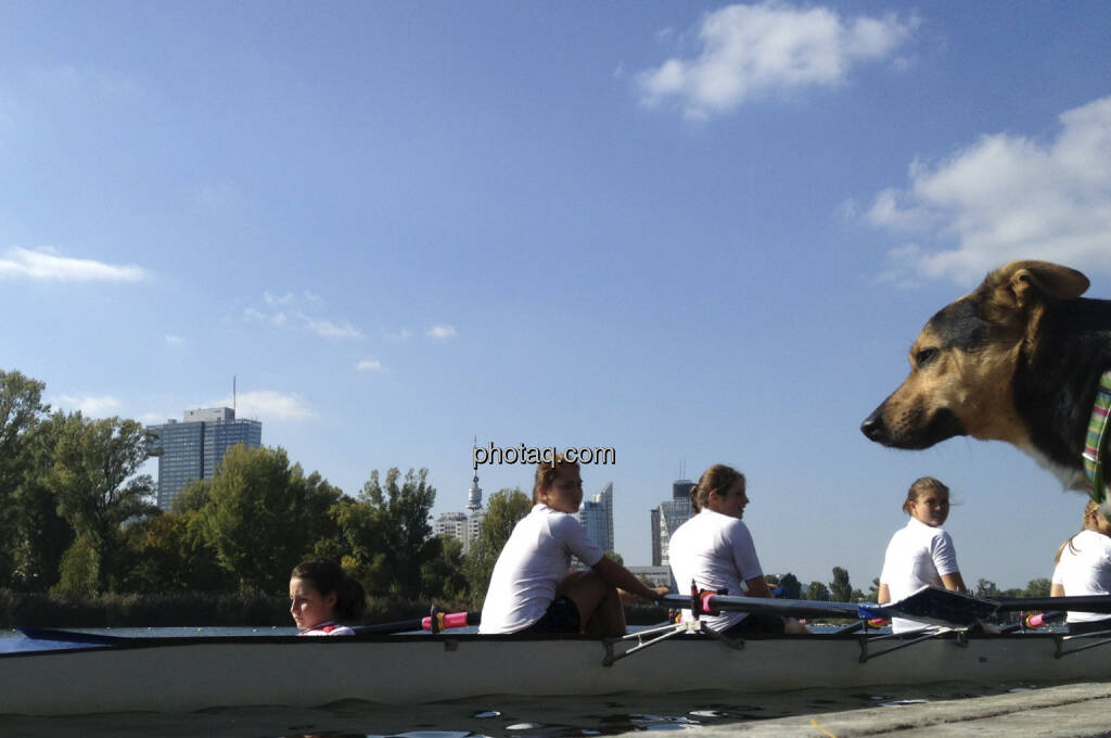 Hund, Wasser, Alte Donau (28.09.2013) 
