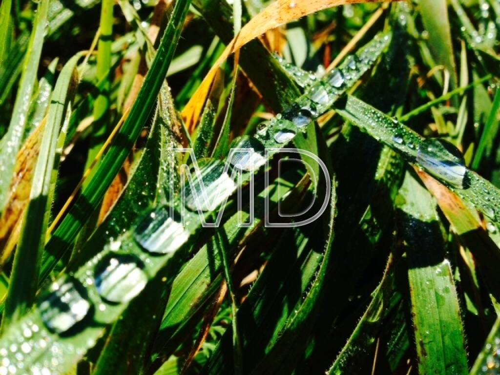 Tau auf Grashalm, © Martina Draper (08.10.2013)