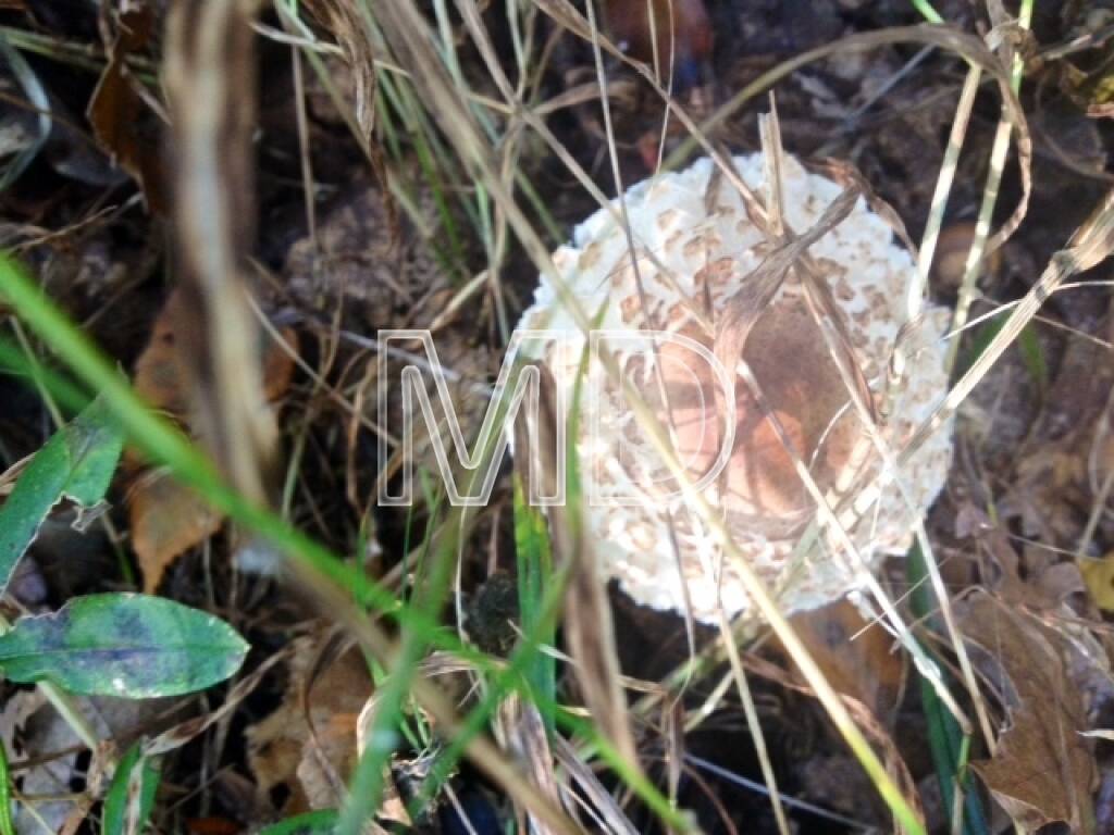 Parasol, © Martina Draper (08.10.2013)