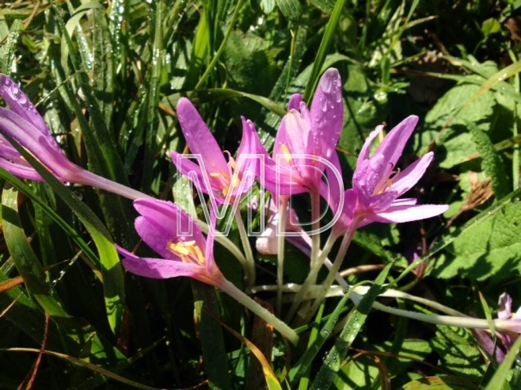 Herbstzeitlose, © Martina Draper (08.10.2013)