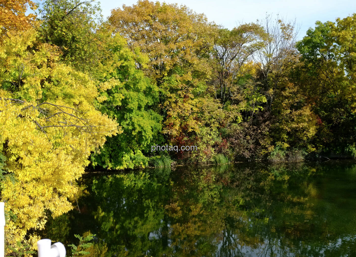 Wasser, Bäume