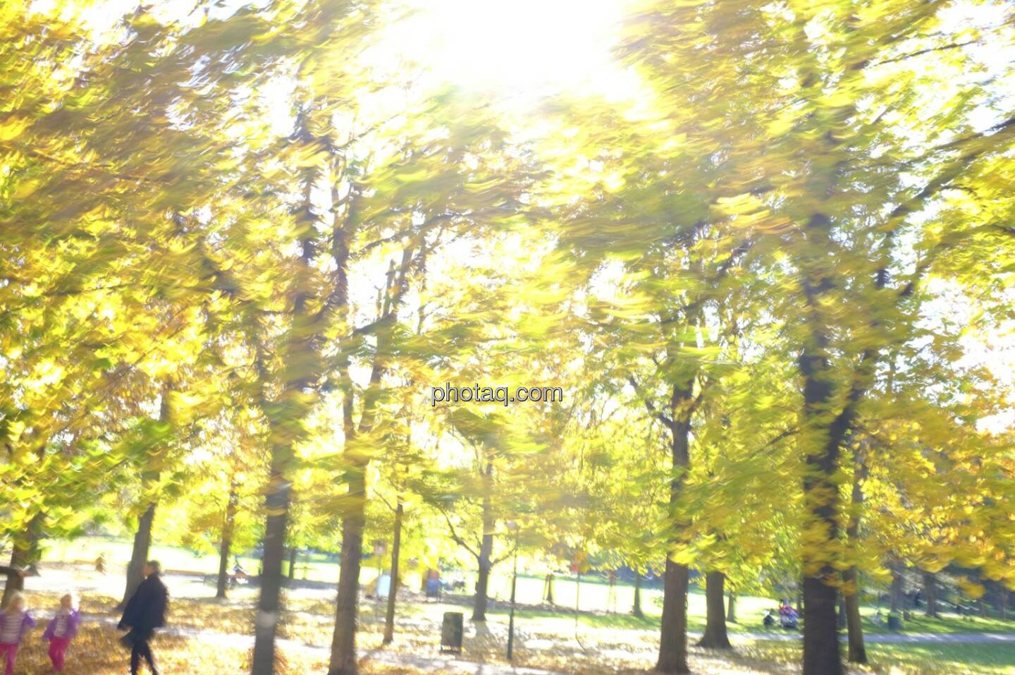 Sonnenlicht, Blätter, Herbstlaub