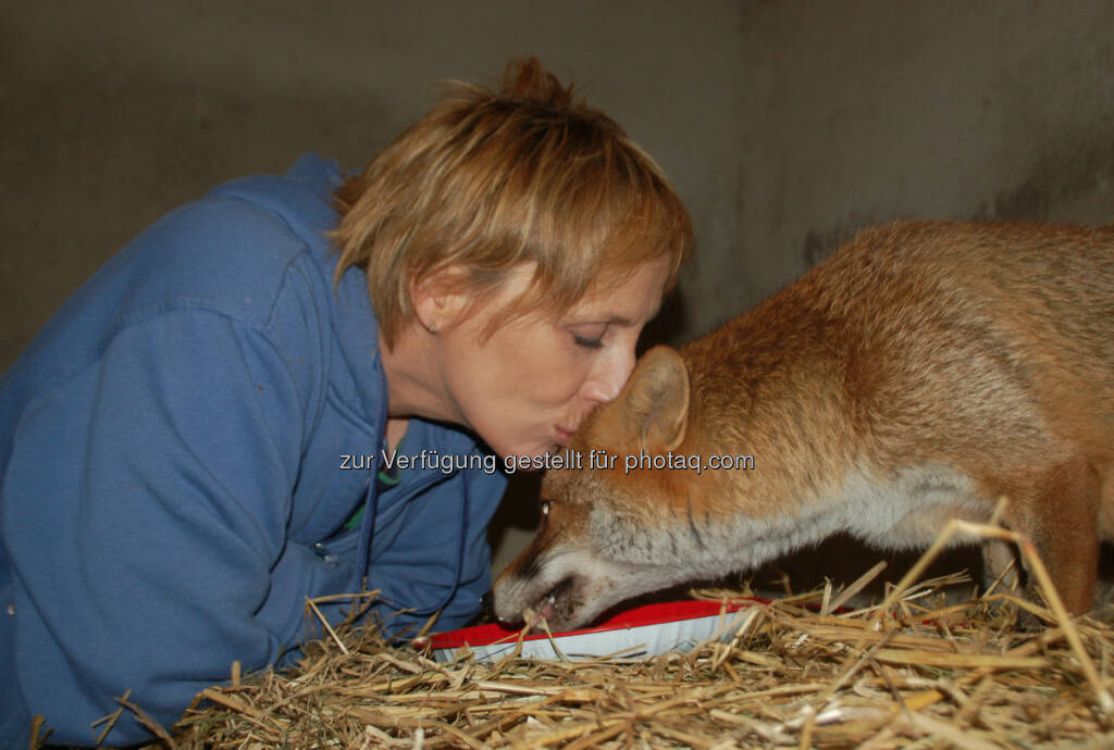 Tierparadies Schabenreith: Mit dem Vereinstausender kann die Tierarztrechnung für die Rettung des Fuchses Herr Meier von Schlau beglichen werden (Credit: Krähe/www.tierparadies.at), © ING-DiBa (24.10.2013) 