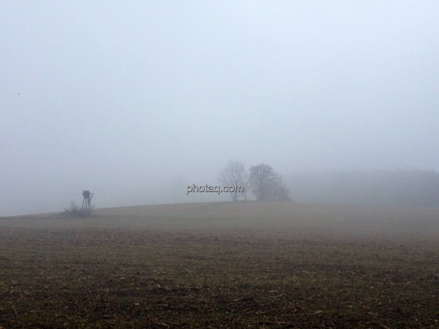 Feld, Bäume, Nebel