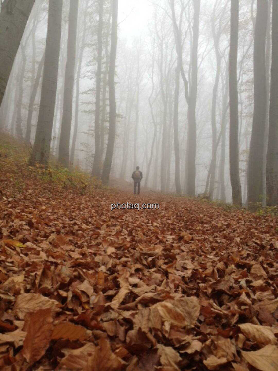 Wald, Nebel, Spaziergänger, Laub, Boden, Herbst