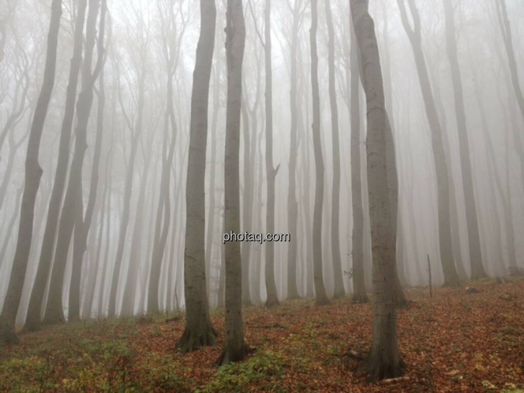 Wald, Nebel, © Martina Draper / Diverse (02.11.2013) 