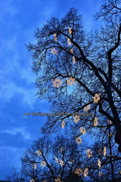 Baum, Rathausplatz, Wien, Lichter im Advent, www.fotomoldan.at, © Bernd Moldan (07.12.2013) 