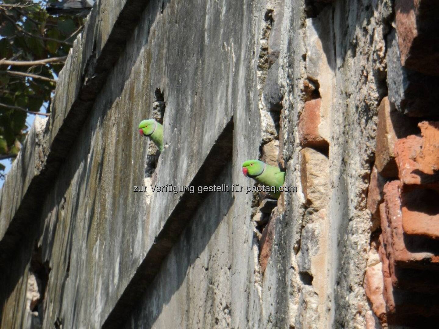 New Delhi, Papageien: Da hab ich sie endlich mal vor die Kamera bekommen - die fliegen dort durch die Gegend wie bei uns die Tauben