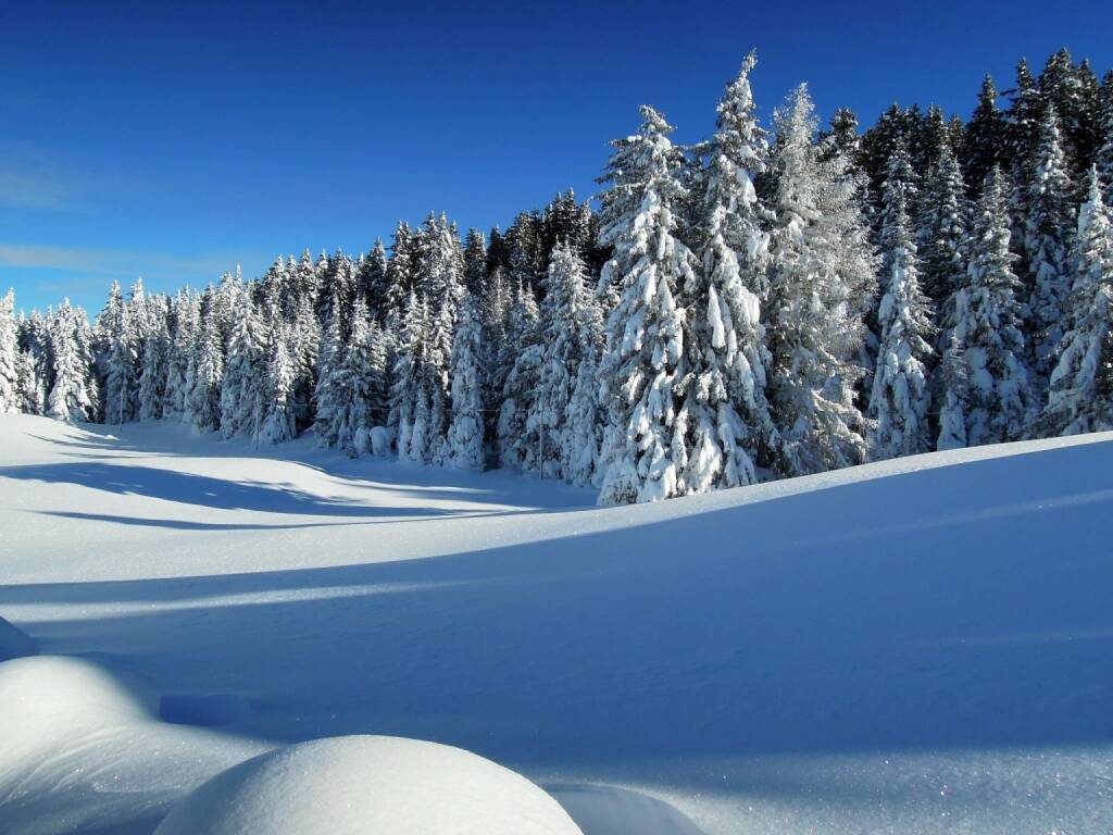Schnee, Bäume, Vigljoch, Südtirol, © Peter Sitte (27.12.2013) 