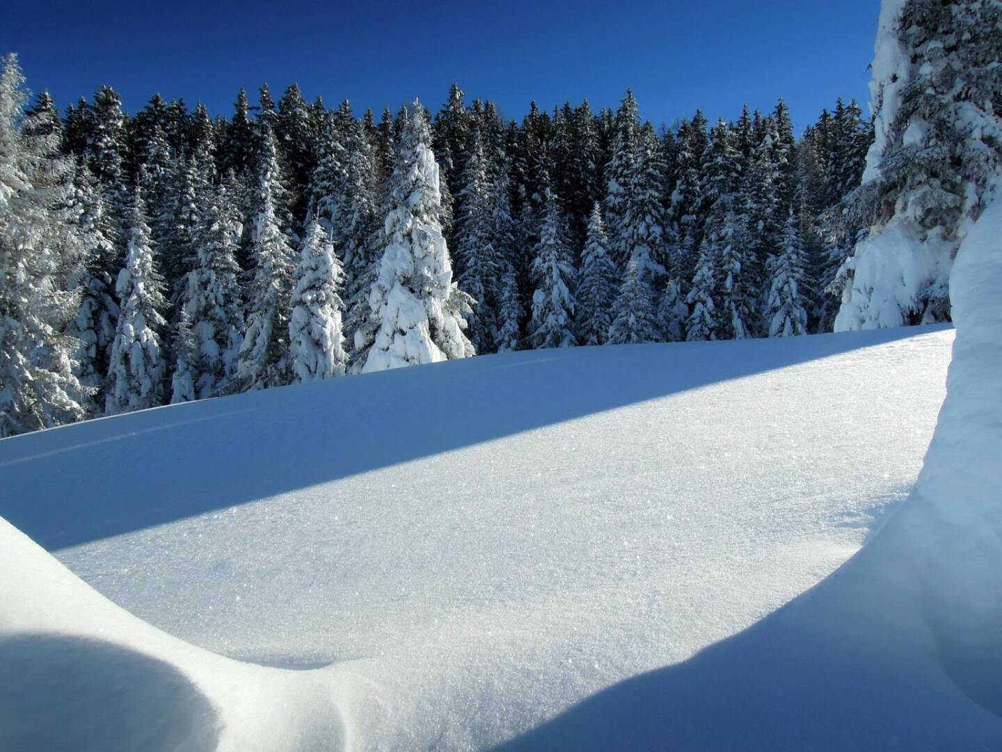 Bäume, Schnee, Vigljoch, Südtirol