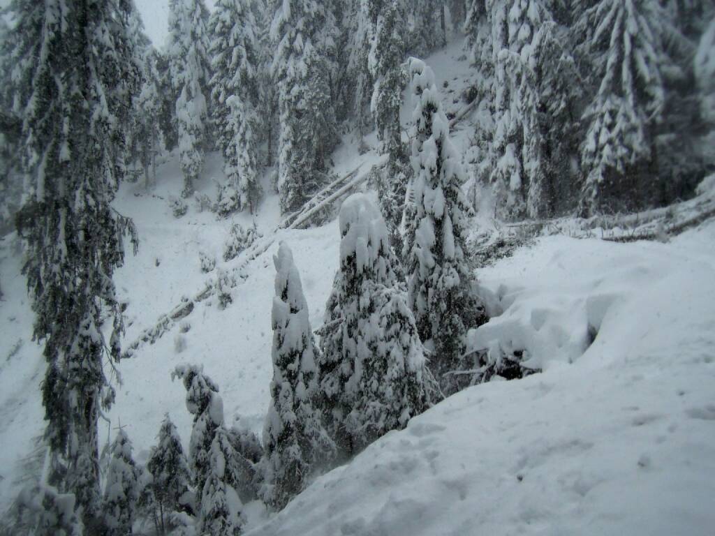 Bäume, Schnee, Nebel, Vigljoch, Südtirol, © Peter Sitte (29.12.2013) 