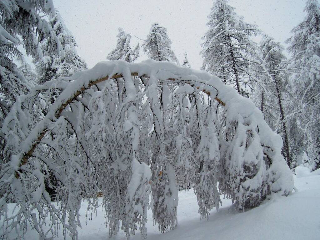 Baum, Schnee, geknickt, Vigljoch, Südtirol, © Peter Sitte (29.12.2013) 