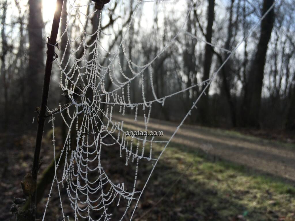 Spinnennetz, Frost (13.01.2014) 