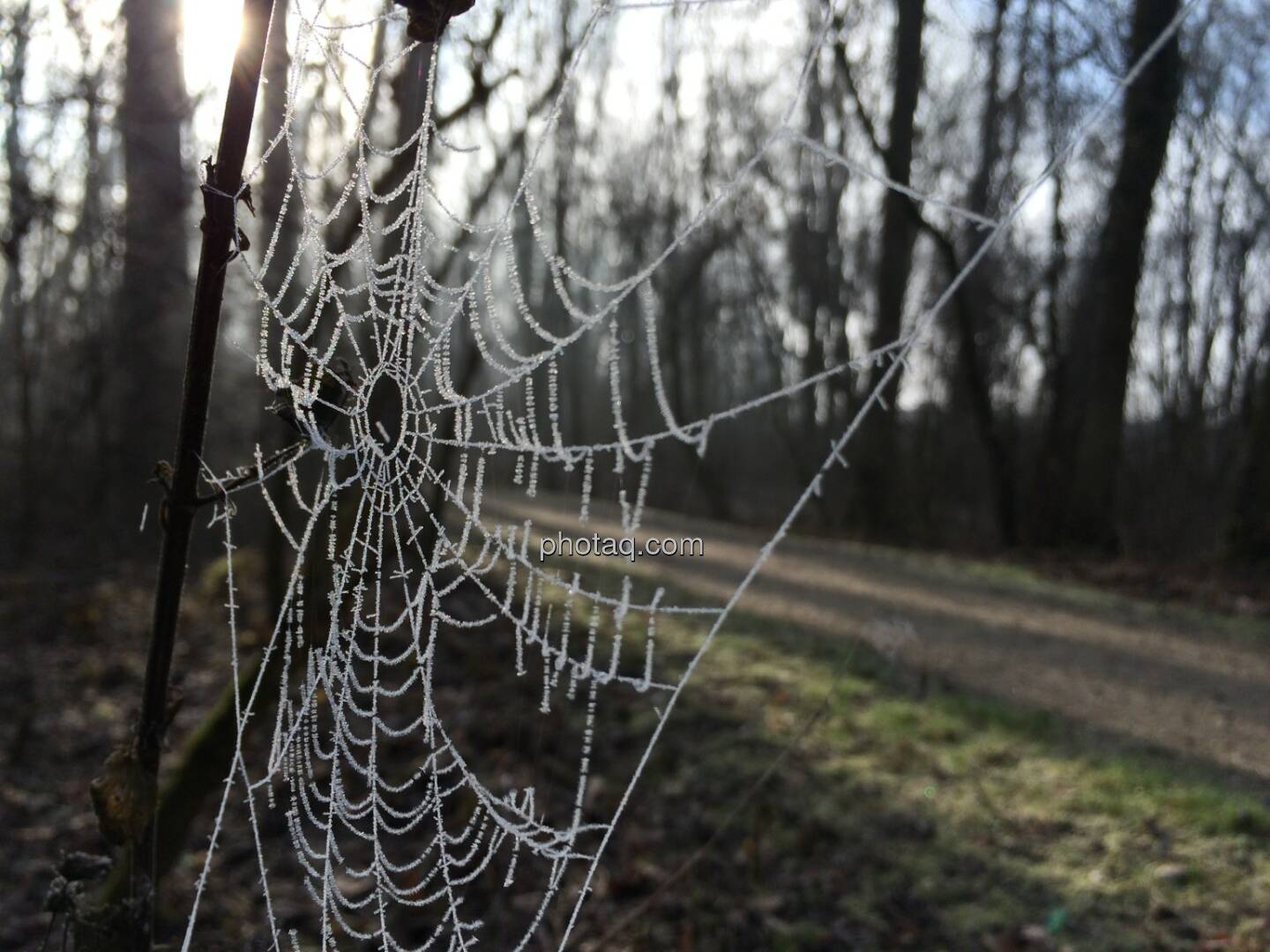 Spinnennetz, Frost