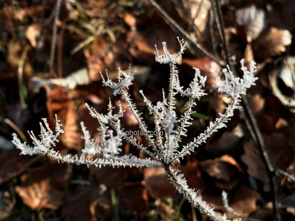 Frost (13.01.2014) 