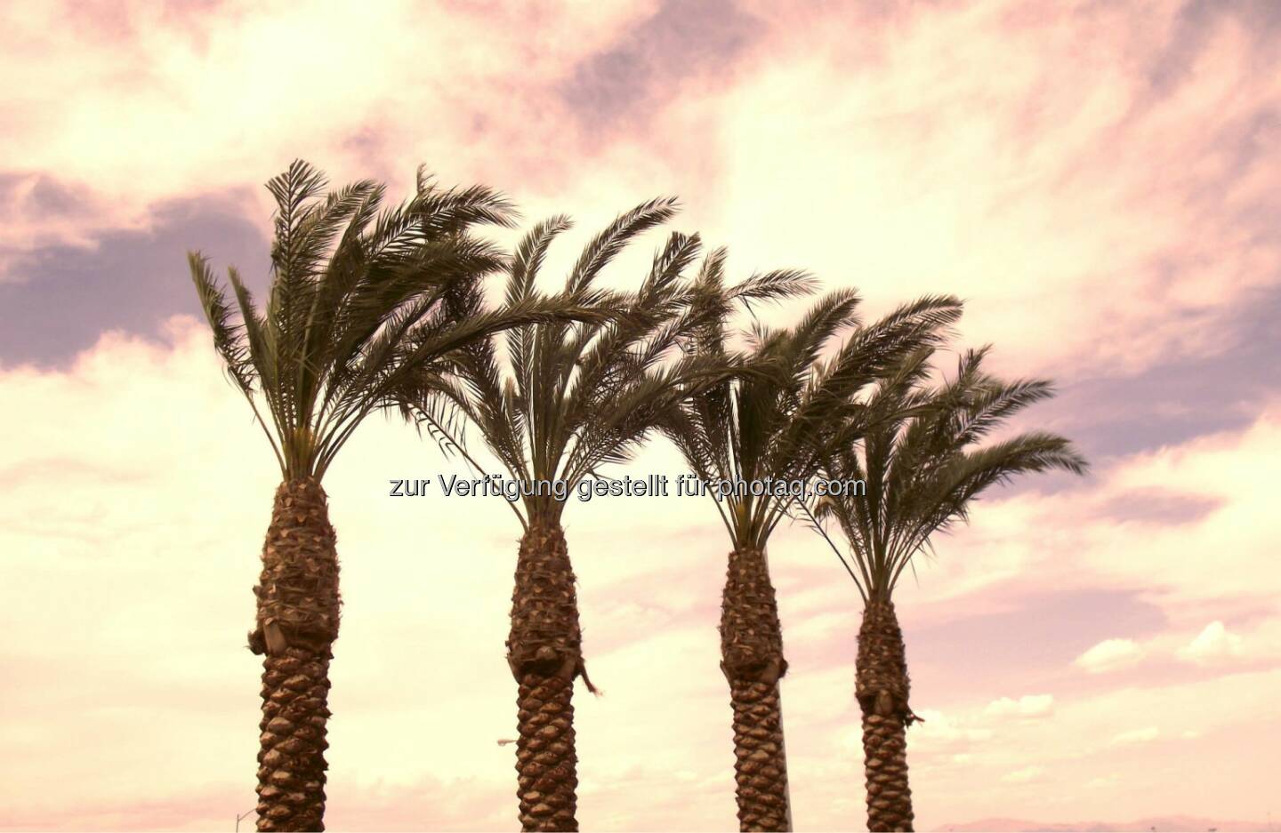 Palm Trees at Sunset, Palmen (2011) 