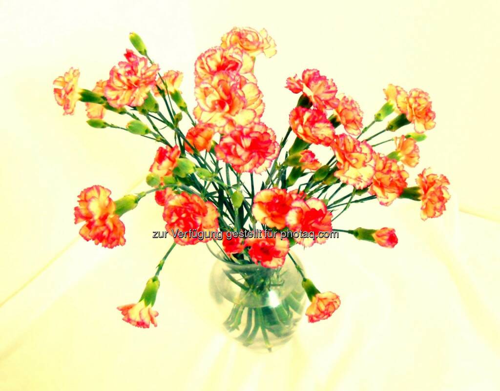 Carnations (2013), © Dietmar Scherf (17.02.2014) 