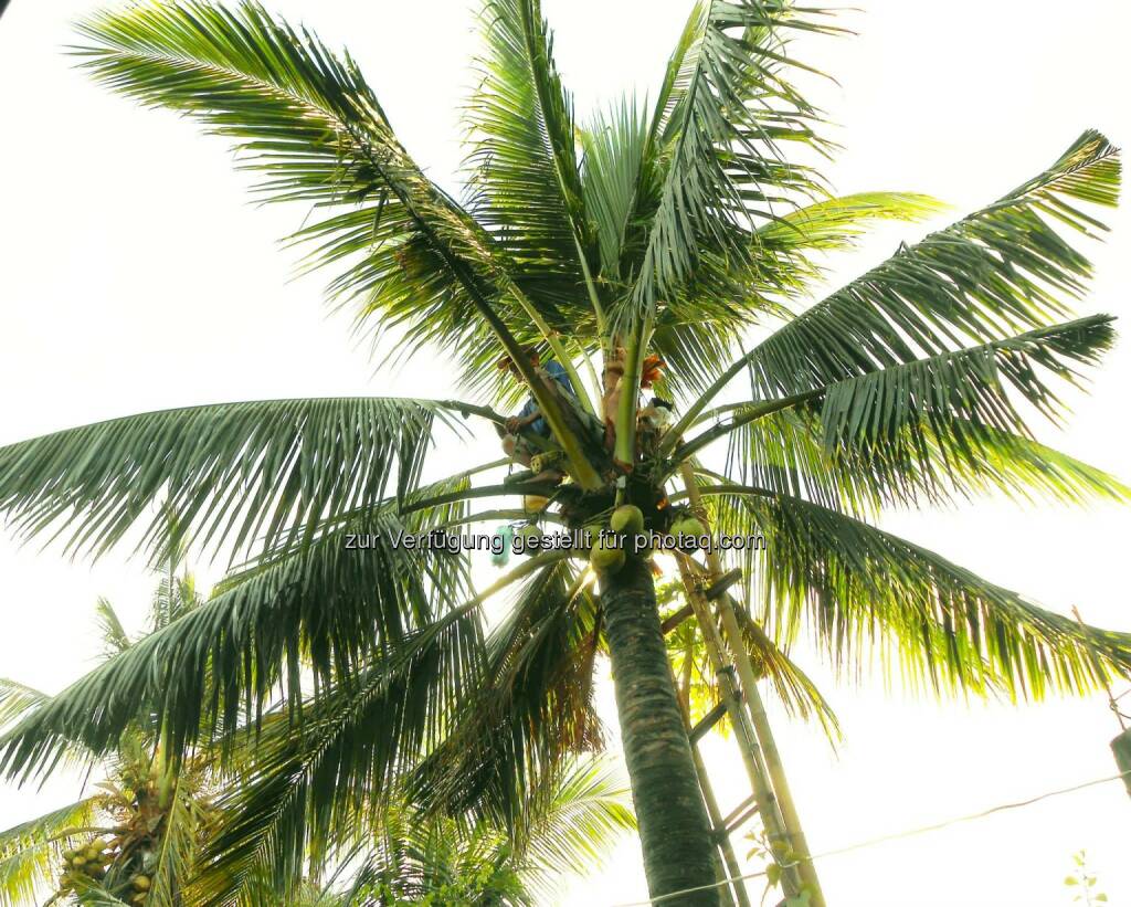Coconut Tree (2014), © Dietmar Scherf (17.02.2014) 