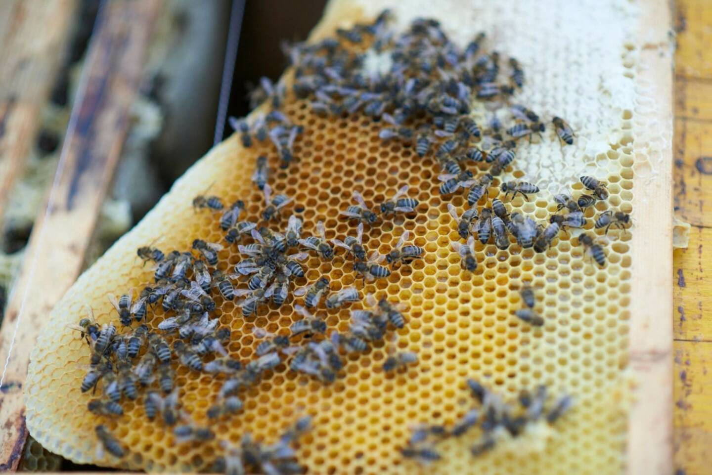 Bienen
