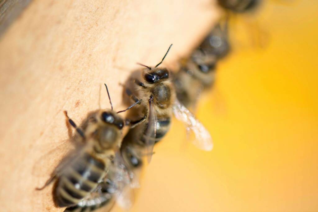 Bienen in Mauer bei Wien, © Eizinger (16.04.2014) 