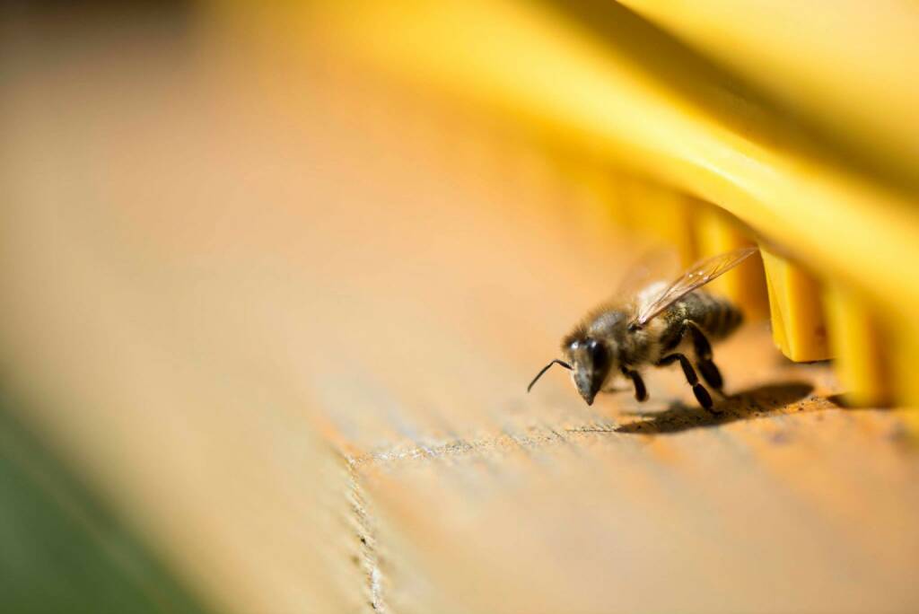 Bienen in Mauer bei Wien, © Eizinger (16.04.2014) 