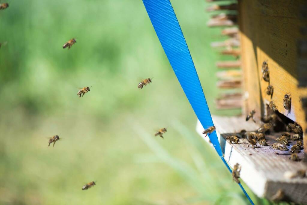 Bienen in Mauer bei Wien; Anreise, Event, © Eizinger (16.04.2014) 