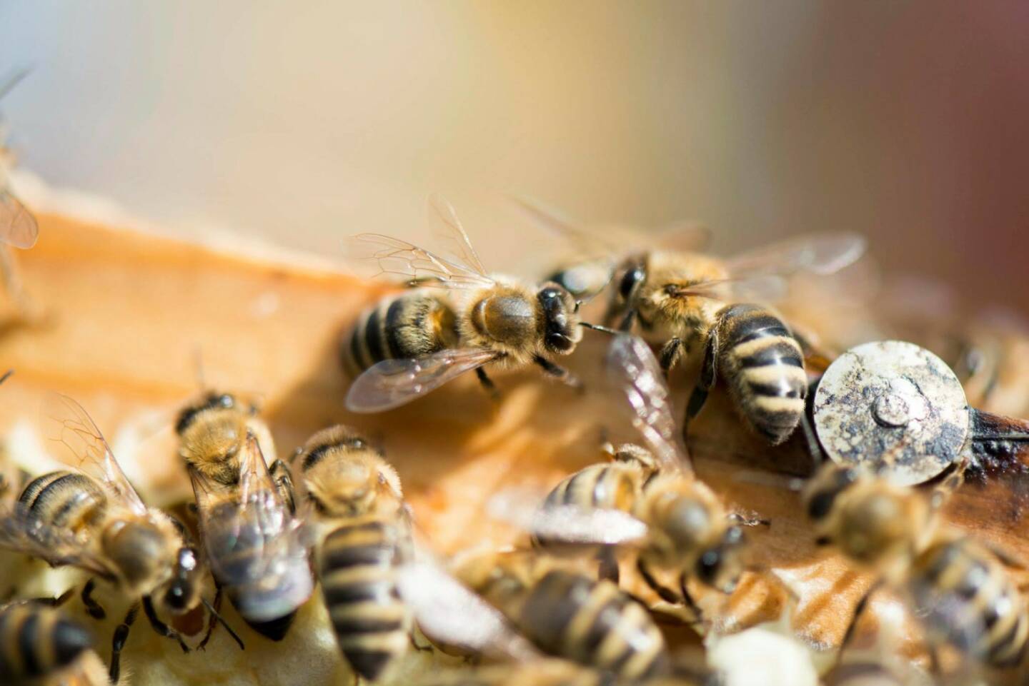 Bienen in Mauer bei Wien