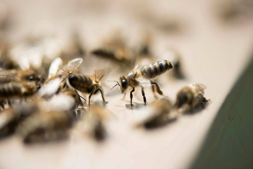 Bienen in Mauer bei Wien, © Eizinger (16.04.2014) 