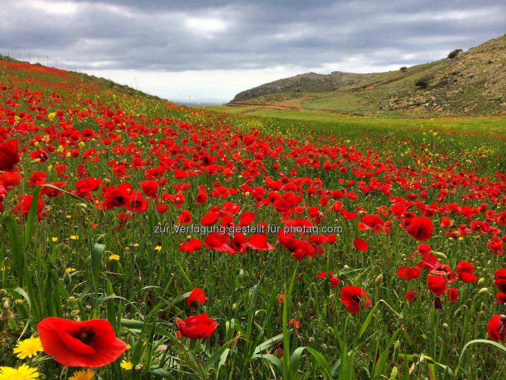 Mohn, © Martina Draper (22.04.2014) 