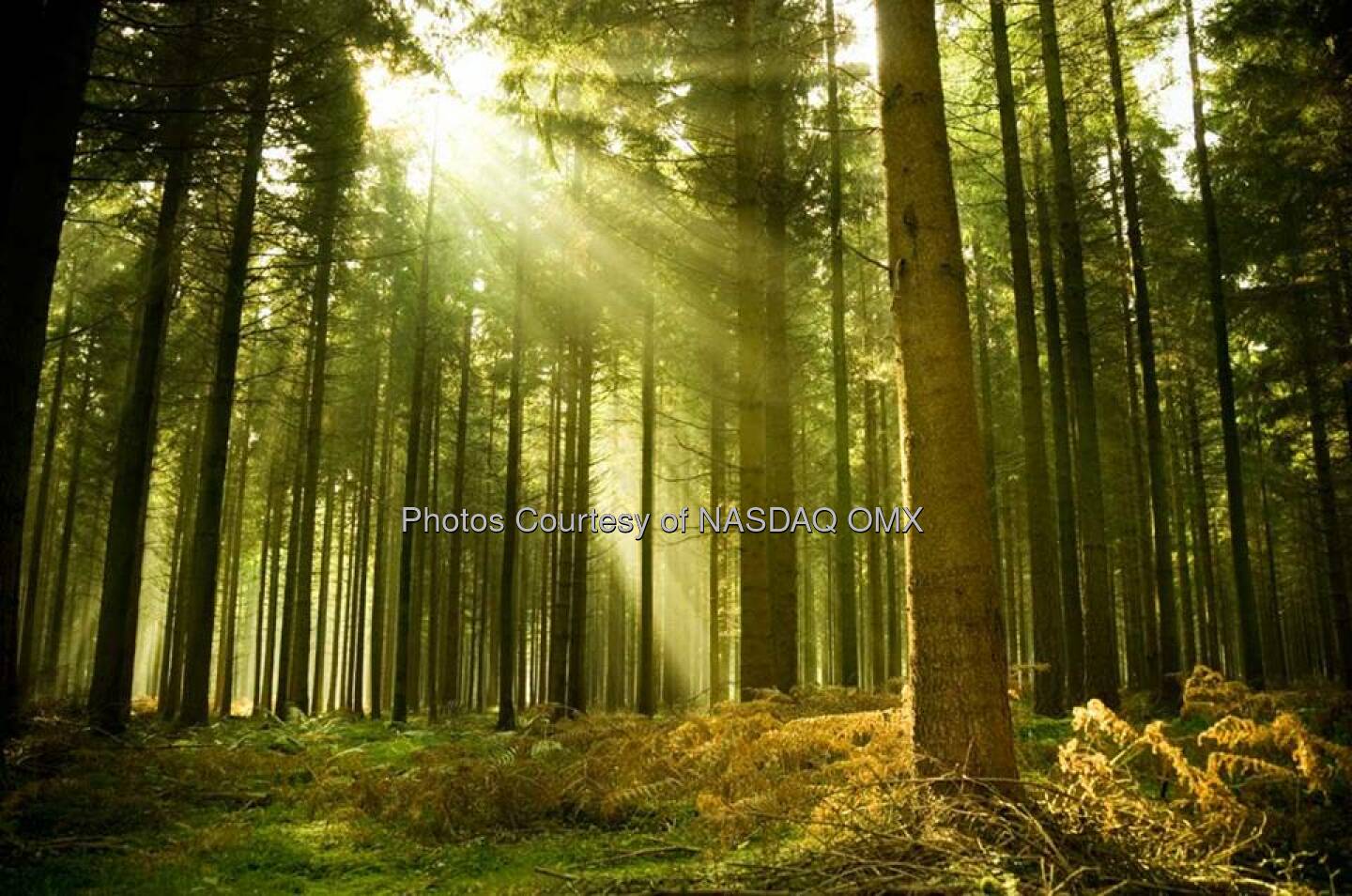 How Toyota's car making process inspired one man to make tree planting more efficient. #GoGreen
http://bit.ly/1hphEm3  Source: http://facebook.com/NASDAQ