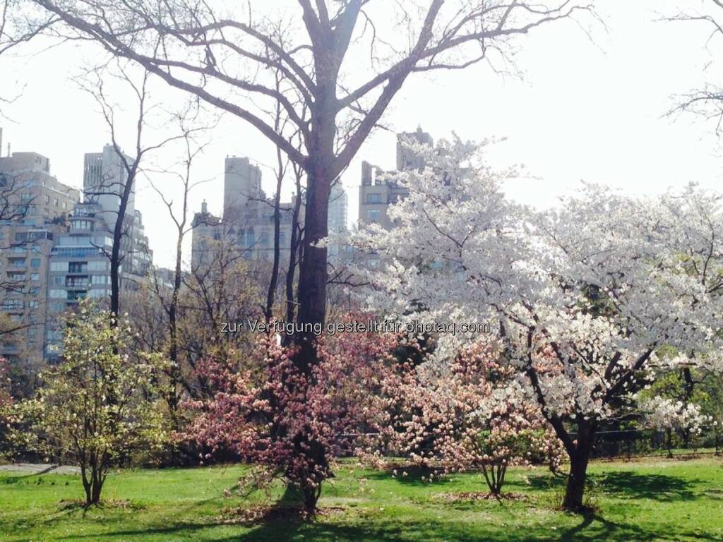 New York Central Park Frühling, © Sylvia Dellantonio (01.05.2014) 