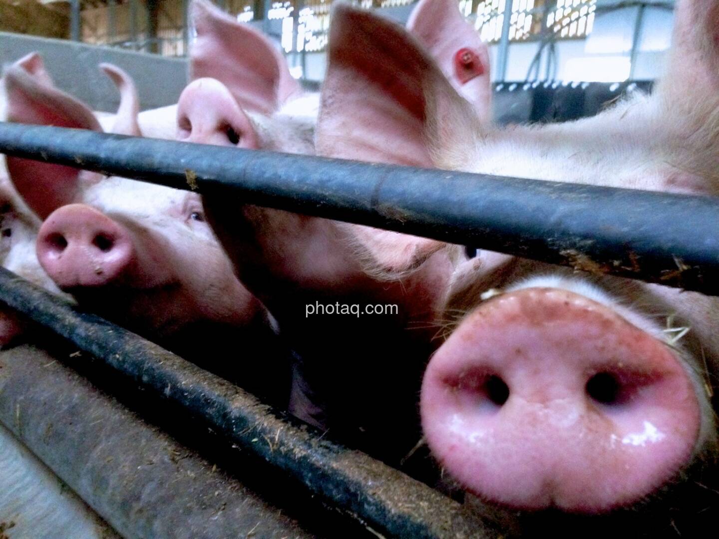 Schweine, Stall, Rüssel