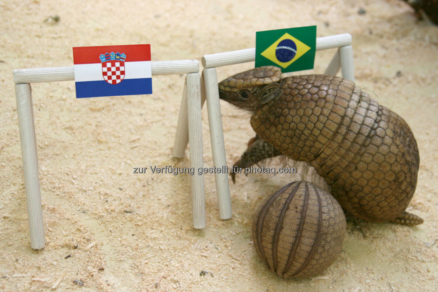 Tierwelt Herberstein: Kugelgürteltier sagt Sieg für Brasilien voraus (Bild:  Michaela Frewein)