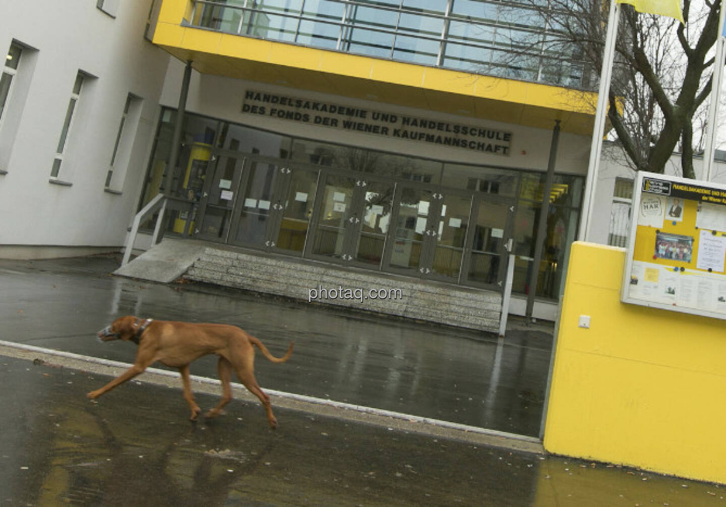 Vienna Business School mit Hund davor, 1210 Wien