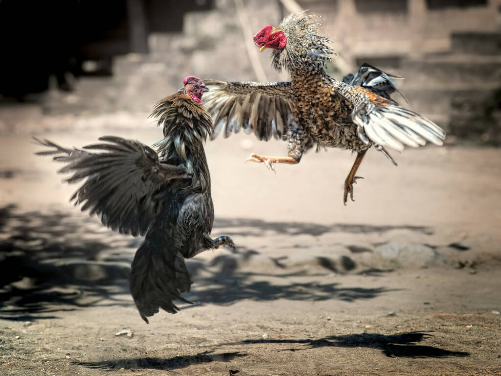 Kampfhähne, Hahn, Hun, Kampf, Zweikampf, Wettkampf, Streit, http://www.shutterstock.com/de/pic-83947228/stock-photo-cock-fighting-in-bali-indonesia.html? , © www.shutterstock.com (08.07.2014) 