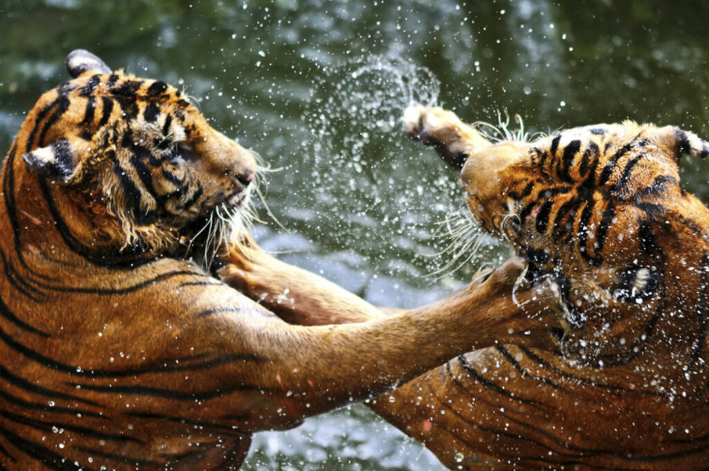 Tiger, Wettkampf, Zweikampf, Streit, Macht, Kraft, messen, http://www.shutterstock.com/de/pic-153535766/stock-photo-fighting-tigers.html , © www.shutterstock.com (08.07.2014) 
