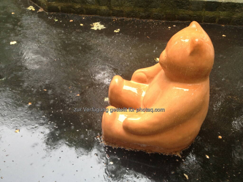 Bär im Regen, © diverse Handypics mit freundlicher Genehmigung von photaq.com-Freunden (14.07.2014) 
