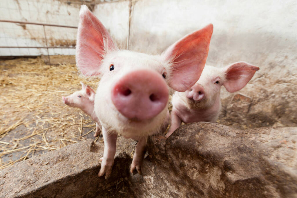 Schwein, Ferkel, Sau, Sauerei, Tier, Fleisch, http://www.shutterstock.com/de/pic-134362790/stock-photo-young-pigs-on-the-farm.html , © www.shutterstock.com (14.07.2014) 
