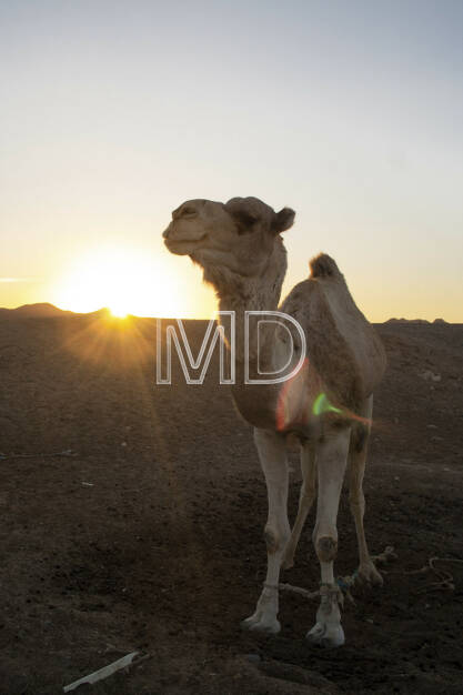 Kamel, Marsa Alam, Ägypten, © Martina Draper (13.01.2013) 