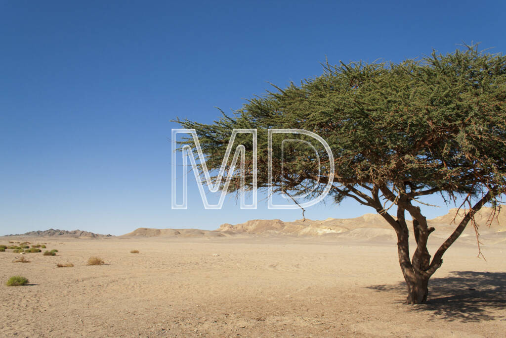 Akazienbaum, Marsa Alam, Ägypten, © Martina Draper (13.01.2013) 