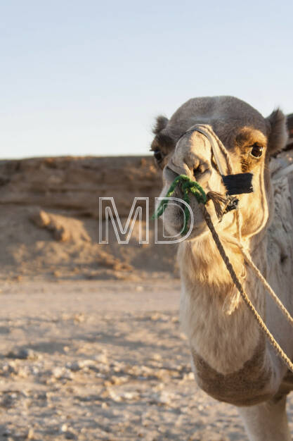 Kamel, Marsa Alam, Ägypten, © Martina Draper (13.01.2013) 