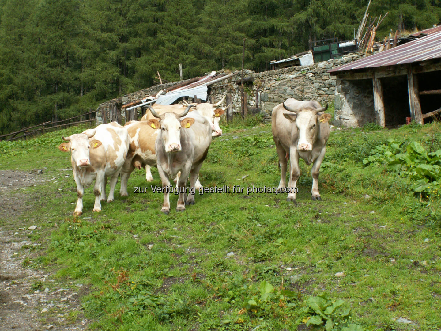 Kuh, Rind - Naturfreunde Österreich: Richtiger Umgang mit Rinderherden beim Wandern!  (c) Doris Winder
Fotocredit:Naturfreunde Österreich