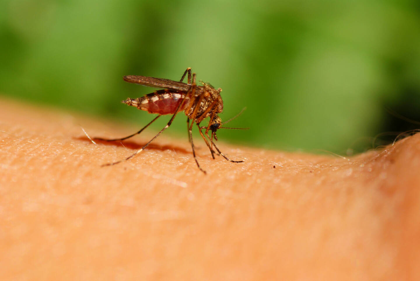 Mücke, Gelse, Blut, Blutsauger, Mosquito, http://www.shutterstock.com/de/pic-34944307/stock-photo-mosquito-drinks-human-blood-on-green-background.html 