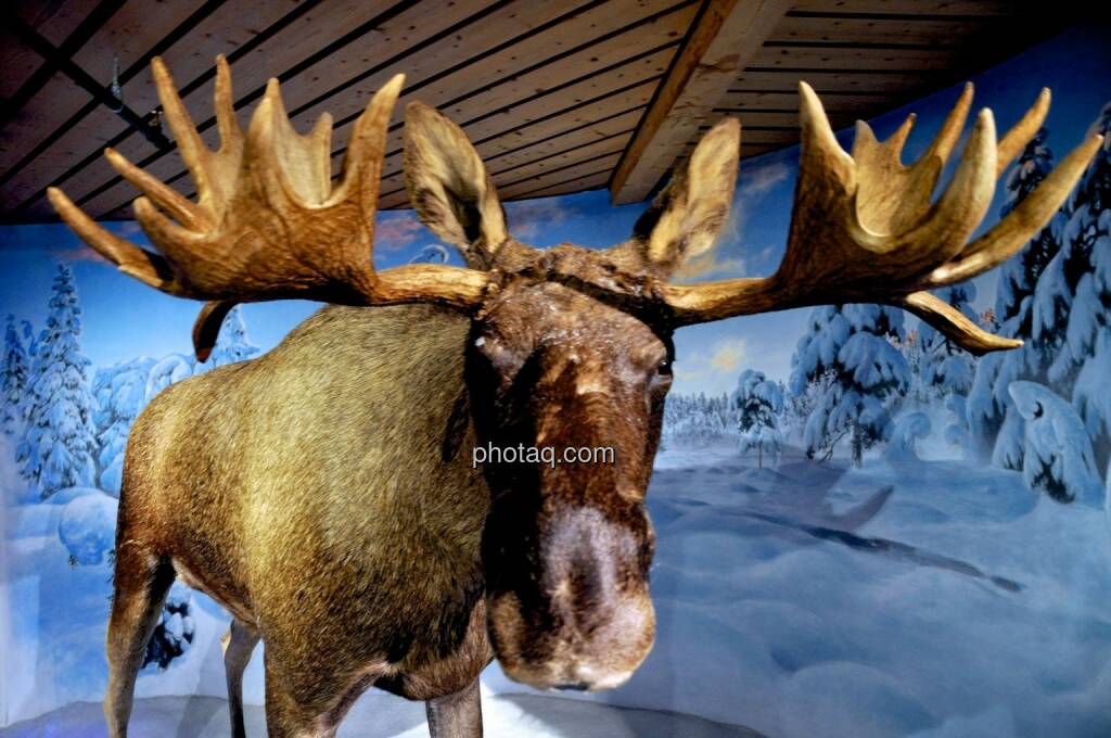 Elch, Norwegen, © photaq.com (06.08.2014) 