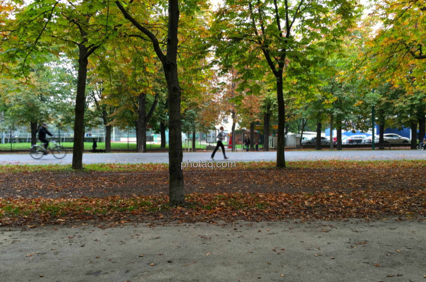 Hauptallee, Herbst, Sport