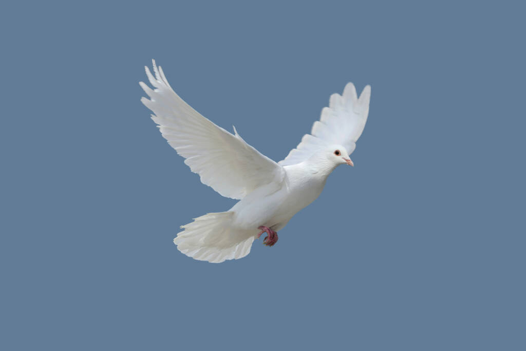 Taube, weiß, weiße Taube, Friedenstaube, peace, Friede, fliegen, http://www.shutterstock.com/de/pic-166870778/stock-photo-dove.html, © www.shutterstock.com (17.11.2014) 