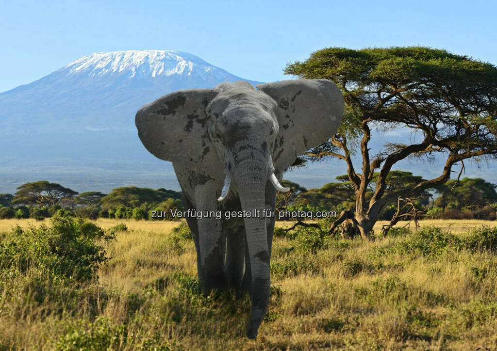 Kilimanjaro, Kenia, Afrika, Elefant, Berg, Steppe, http://www.shutterstock.com/de/pic-200161715/stock-photo-kilimanjaro-elephants-in-amboseli-national-park-kenya.html, © teilweise www.shutterstock.com (10.12.2014) 