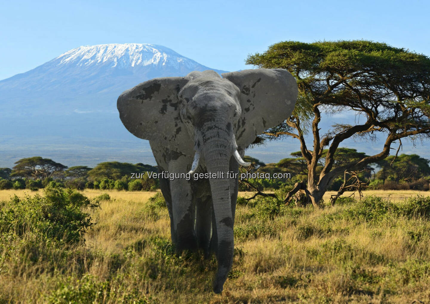 Kilimanjaro, Kenia, Afrika, Elefant, Berg, Steppe, http://www.shutterstock.com/de/pic-200161715/stock-photo-kilimanjaro-elephants-in-amboseli-national-park-kenya.html