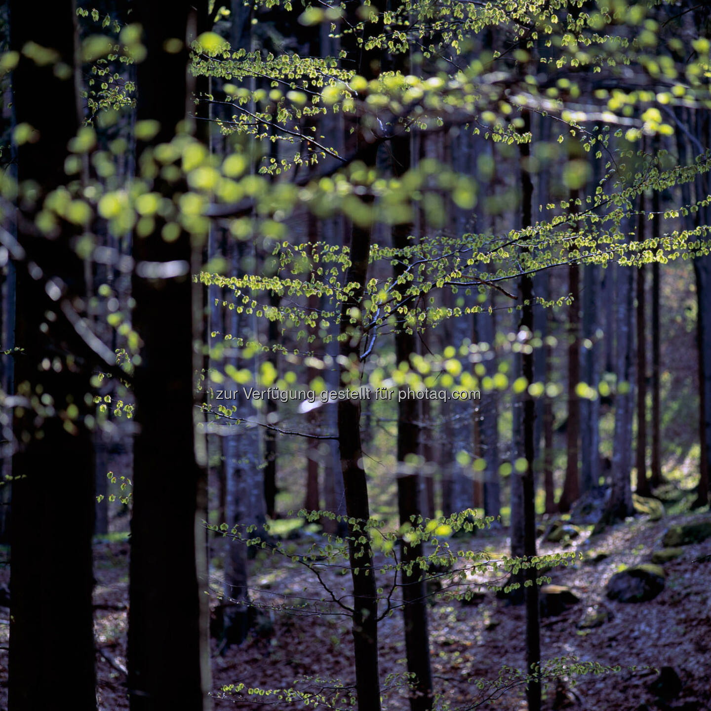 Buchenwald Lenzing (Bild: Markus Renner / Electric Arts)